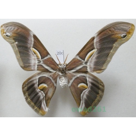 Samia cynthia (Drury, 1773) male ex. ovo India 106mm20c